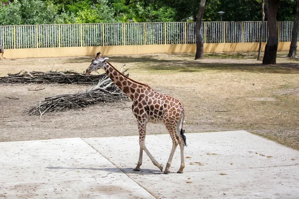 Giraffen im Zoo. — Stockfoto