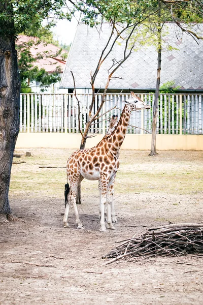 Girafas no zoológico . — Fotografia de Stock