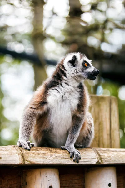 Ringelschwanzmaki. — Stockfoto