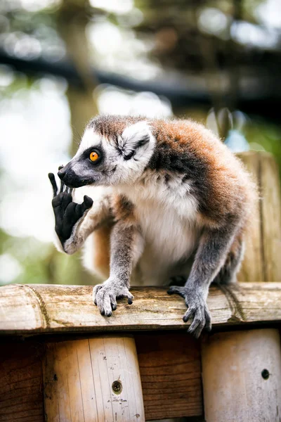 Ring-tailed Lemur. — Stockfoto