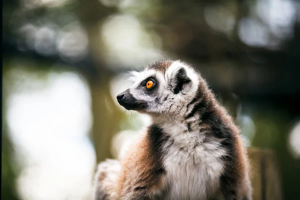 Ring-tailed lemur. — Stock Photo, Image
