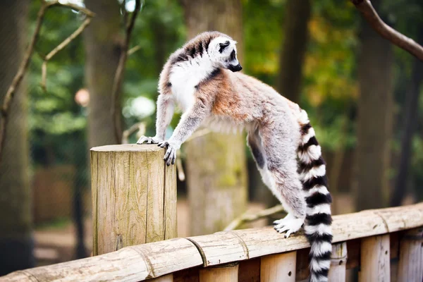 Ring-tailed Lemur. — Stockfoto