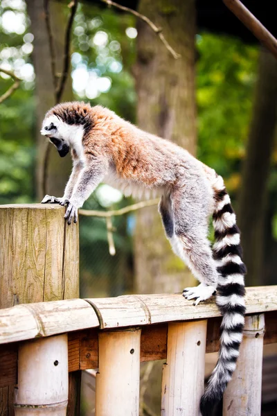 Lemur-de-cauda-anelada . — Fotografia de Stock