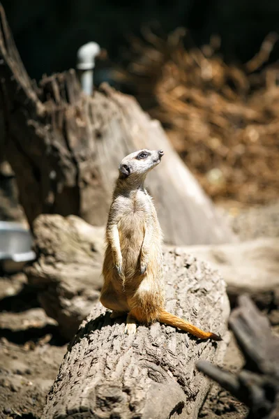 Slanke-tailed meerkat. — Stockfoto