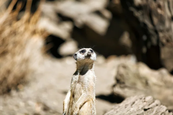 Slender-tailed meerkat. — Stock Photo, Image