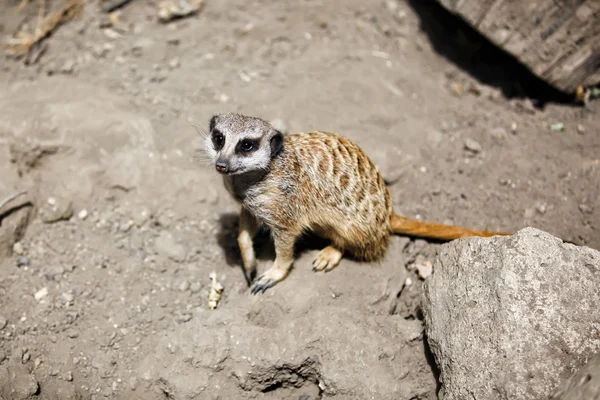 Slender-tailed meerkat. — Stock Photo, Image