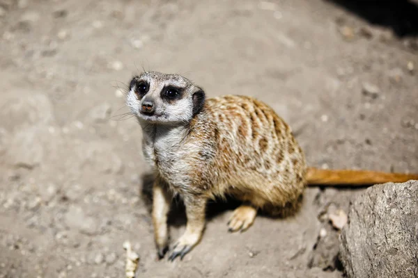 Meerkat ince uçlu. — Stok fotoğraf