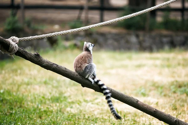 Lemur-de-cauda-anelada . — Fotografia de Stock