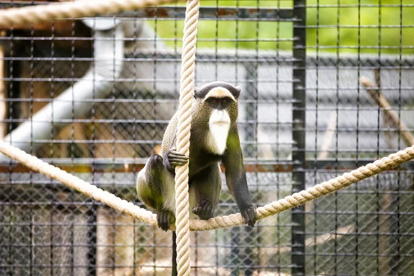 De Brazza'nın maymun — Stok fotoğraf
