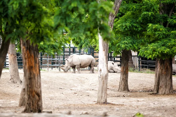 Rinoceronte bianco meridionale — Foto Stock