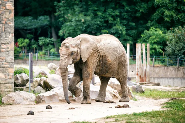 動物園にいるアフリカゾウ. — ストック写真