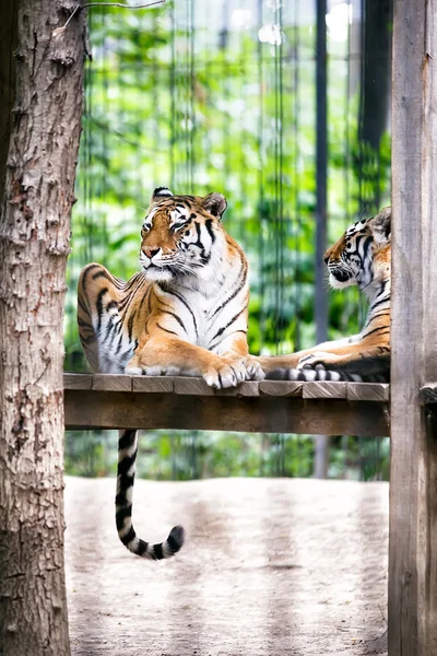 Τίγρεις — Φωτογραφία Αρχείου