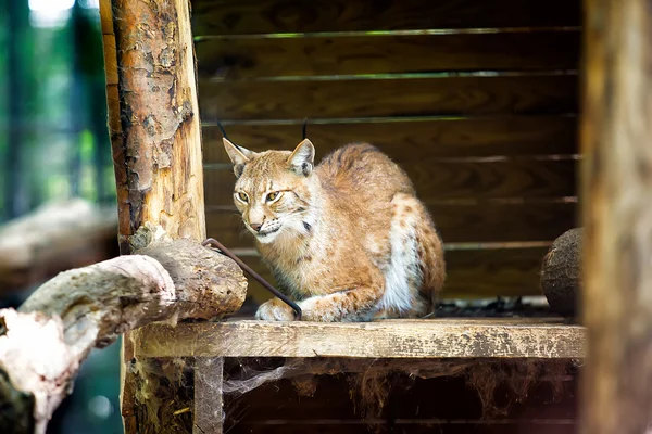 Northern lynx — Stock Photo, Image