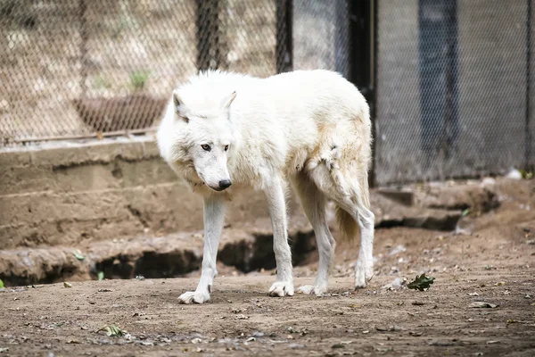 Arktischer Wolf — Stockfoto