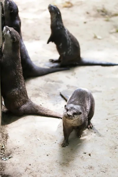 Oriental small-clawed otters — Stock Photo, Image