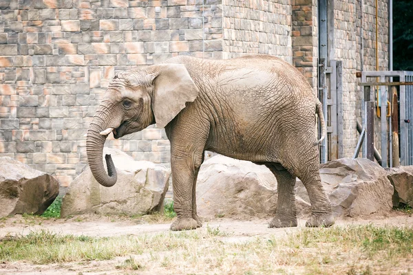 動物園にいるアフリカゾウ. — ストック写真