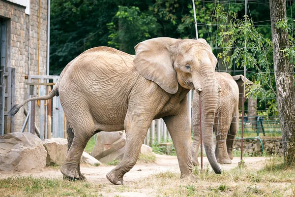 动物园里的非洲象. — 图库照片
