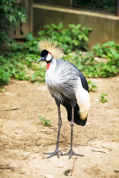Black crowned crane — Stock Photo, Image