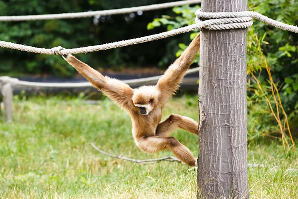 Lar gibbon — Stock Photo, Image