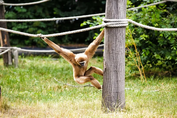 Lar 长臂猿 — 图库照片