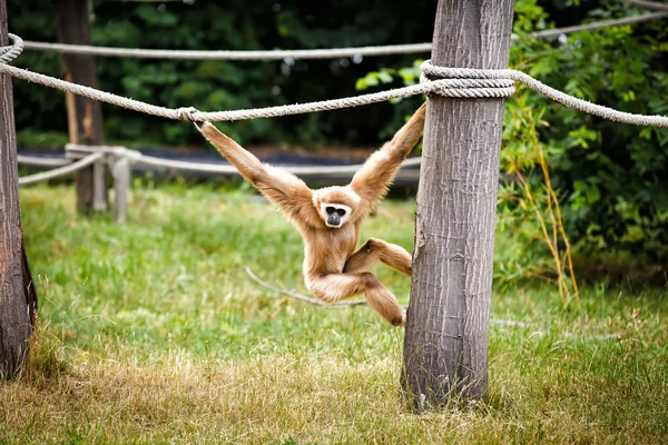 Lar gibbon — Stockfoto