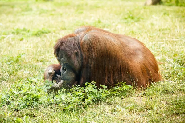 Orangutan — Stock fotografie