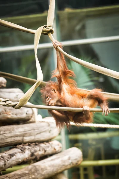 Orangutan baby — Stock Photo, Image