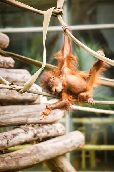 Orangutan baby — Stock Photo, Image