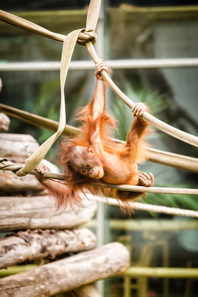 Orangutan dítě — Stock fotografie