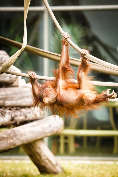 Orangutan dítě — Stock fotografie