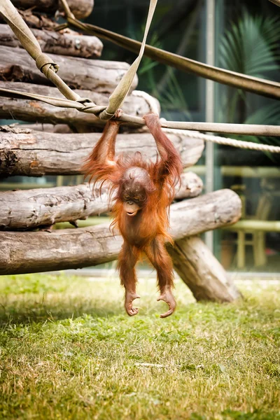 Orangutan bebek — Stok fotoğraf