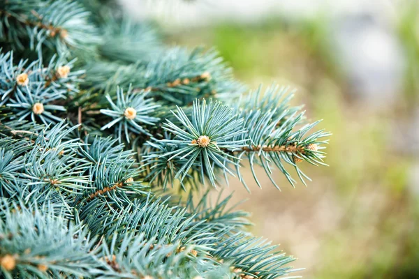 Blue spruce branch. Shallow depth of field Stock Picture