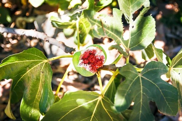 Overripe fig on tree. Royalty Free Stock Photos