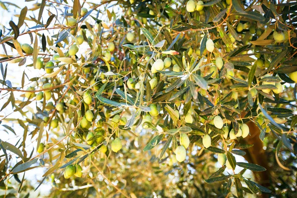 Olive tree Stock Image