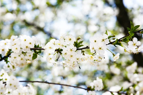 Vit Blom av sweet cherry Royaltyfria Stockfoton