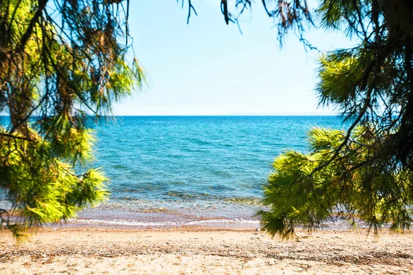 Visa på Egeiska havet från sandstranden genom gröna pinjeträd. Stockbild