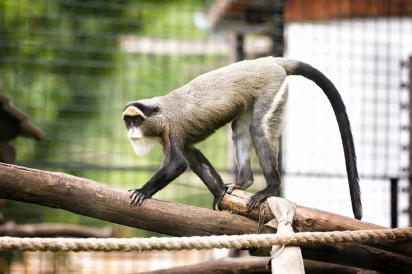 De brazza-affe Stockfoto