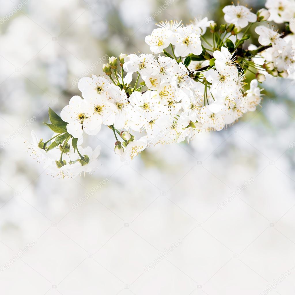 Blooming cherry branch on white bokeh background.
