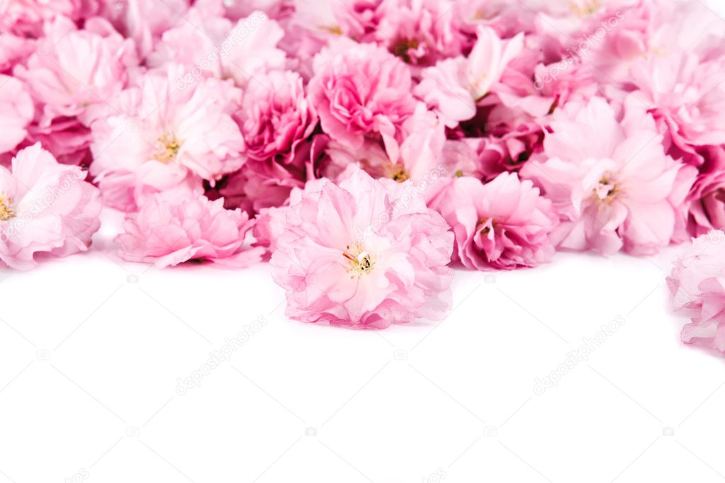 Sakura flowers on white background, focused on front flower