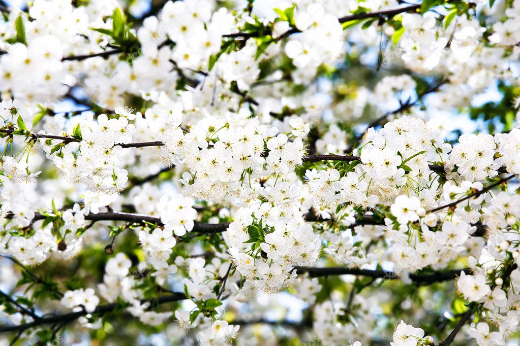 White bloom of sweet cherry