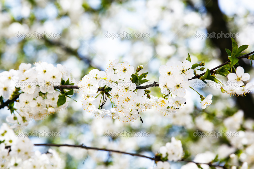 White bloom of sweet cherry