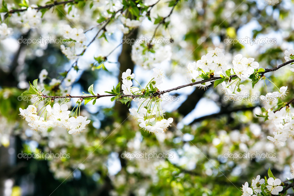 Blooming cherry branch close up. Shallow depth of field
