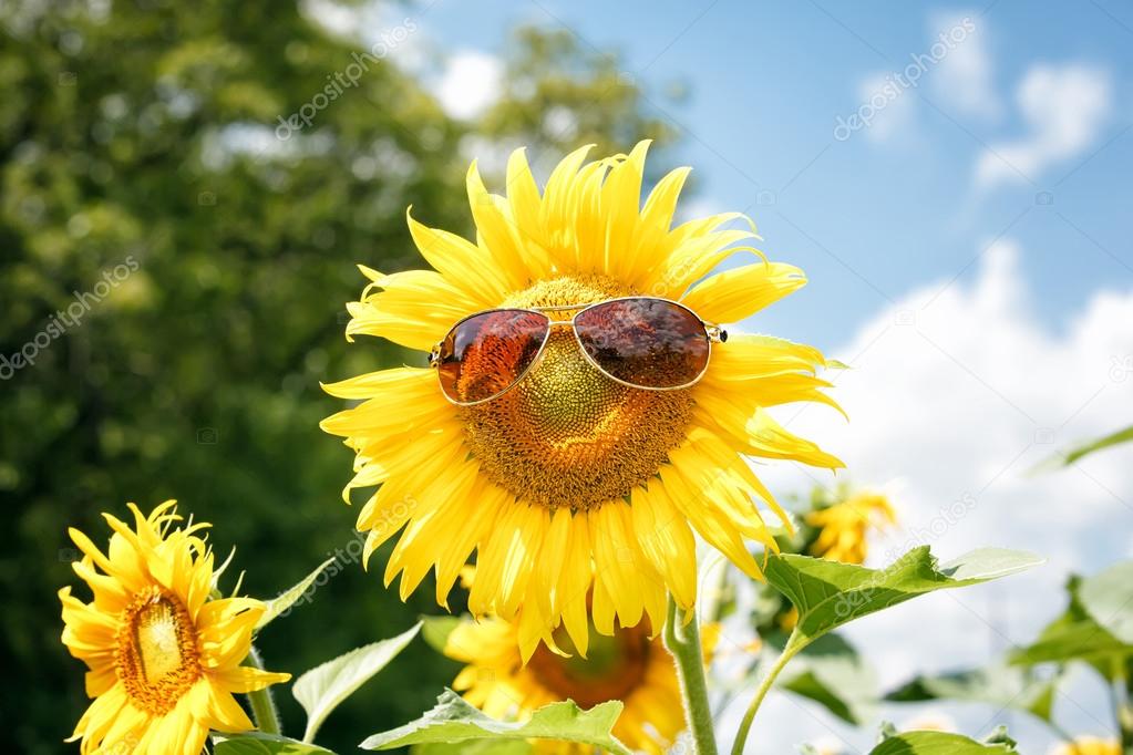 Funny sunflower with sunglasses