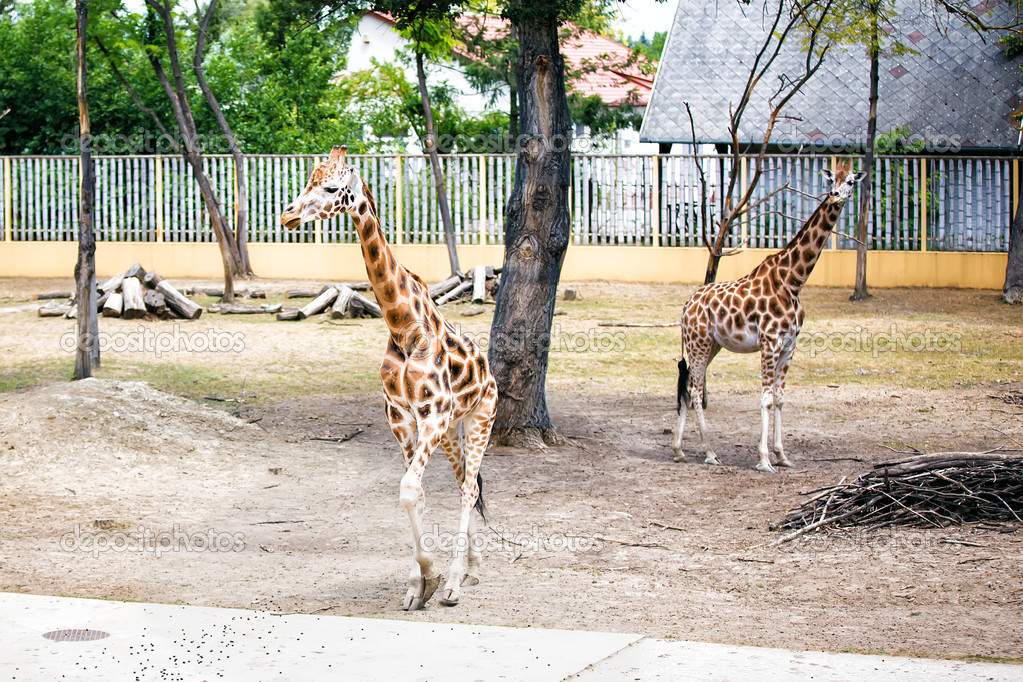 Giraffes in zoo.
