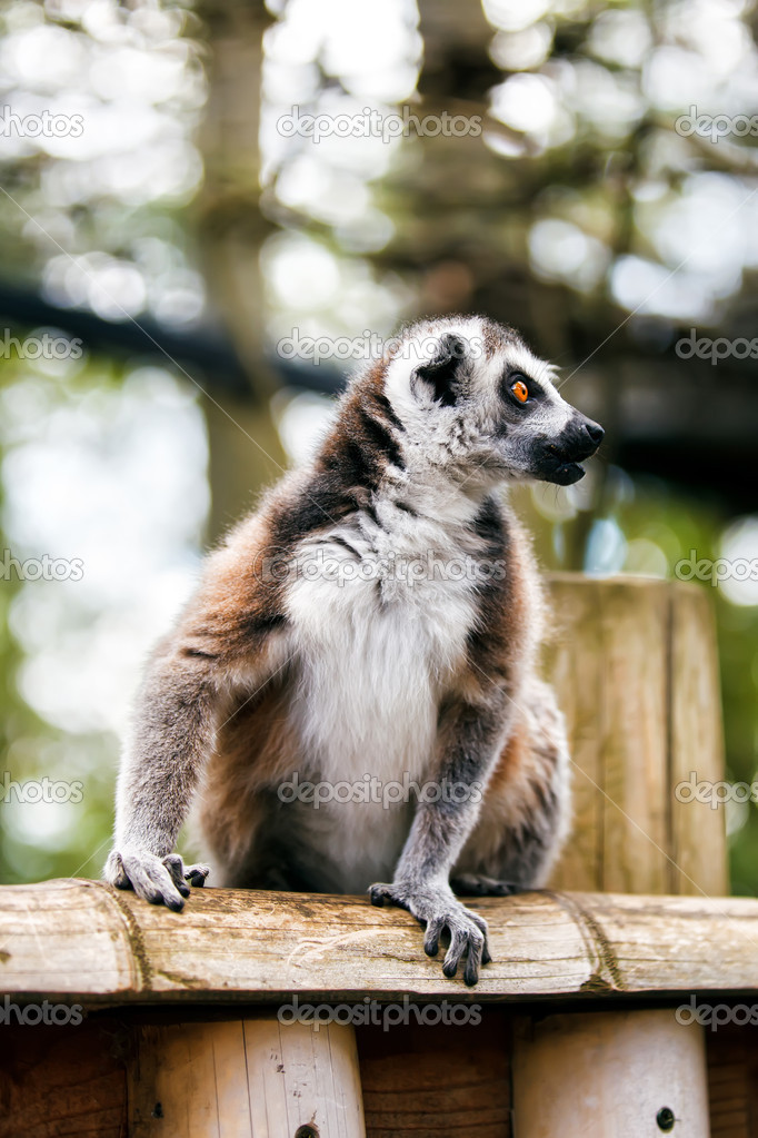 Ring-tailed lemur.