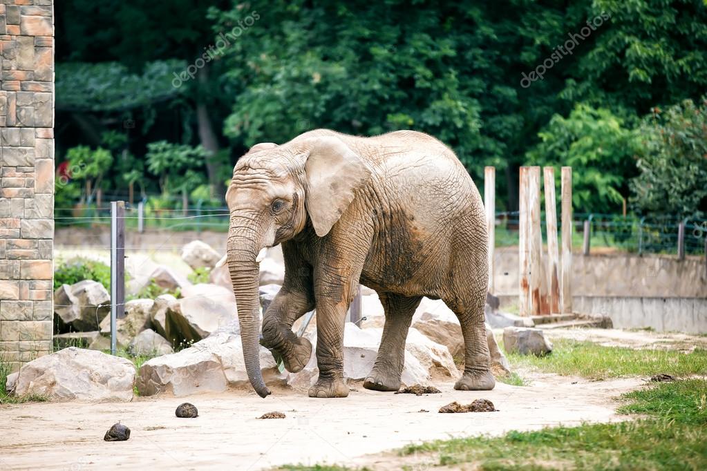 African elephant in Zoo.