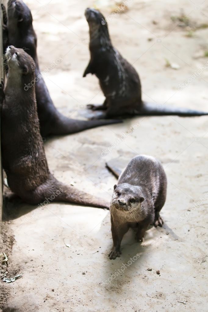 Oriental small-clawed otters