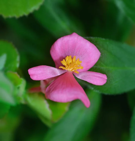 Beautiful Pink Flower Green Plant Background — Stock Photo, Image