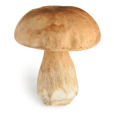 Boletus mantarı veya cep yalıtılmış üzerinde beyaz mantar