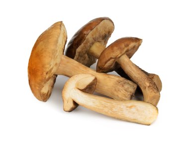 Boletus mantarı veya cep yalıtılmış üzerinde beyaz mantar